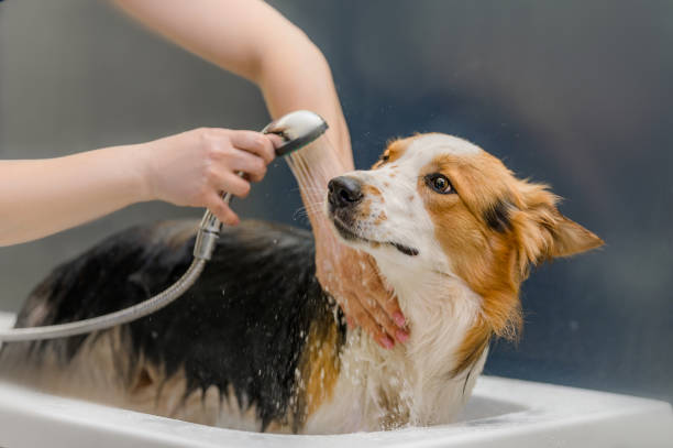 istock the dog is washed in the bath 1428939755