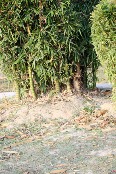 istock Cluster of Buddha bamboos (Bambusa ventricosa) in a park : (pix SShukla) 1428939768