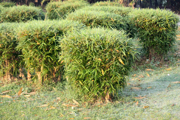 Cluster of Buddha bamboos (Bambusa ventricosa) in a park : (pix SShukla)