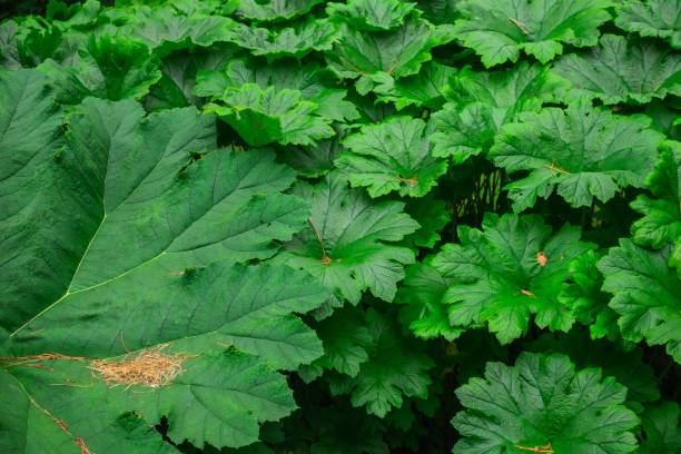 Darmera peltata leaves, aka Indian rhubarb or umbrella plant in Batsford Arboretum and Garden Centre Darmera peltata leaves, aka Indian rhubarb or umbrella plant in Batsford Arboretum and Garden Centre in Cotswolds, England peltata stock pictures, royalty-free photos & images