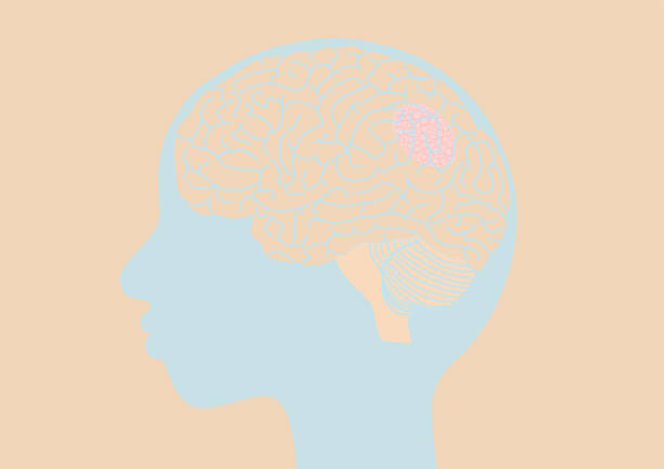 ludzka głowa i mózg z rakiem - human nervous system cat scan brain doctor stock illustrations