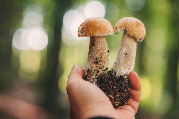 istock Finding beautiful Porcini mushrooms in the forest 1428944317