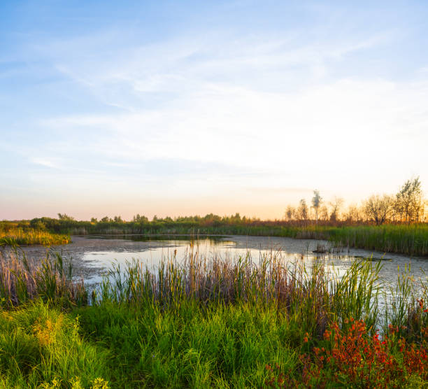 istock small quiet lake among green fields at the sunset 1428944355