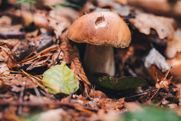 Finding beautiful Porcini mushrooms in the forest