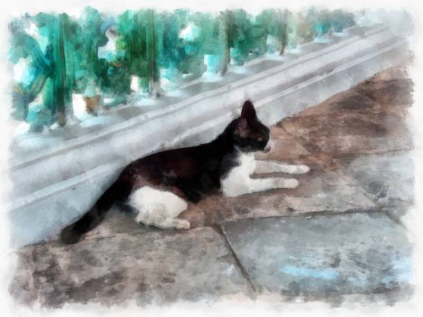 istock stray cats are black and white watercolor style illustration impressionist painting. 1428944563