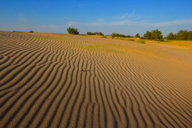 summer sandy prairie under blue sky - prairie wide landscape sky imagens e fotografias de stock