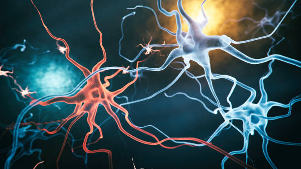 뉴런과 미세아교세포 - 마이크로글리아 뉴스 사진 이미지