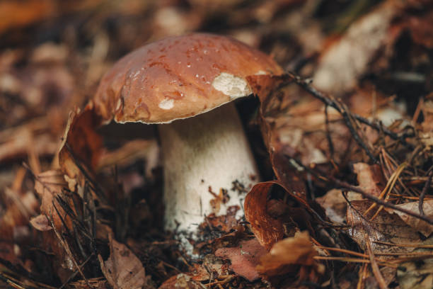 istock Fresh Porcini mushrooms from the forest 1428946484