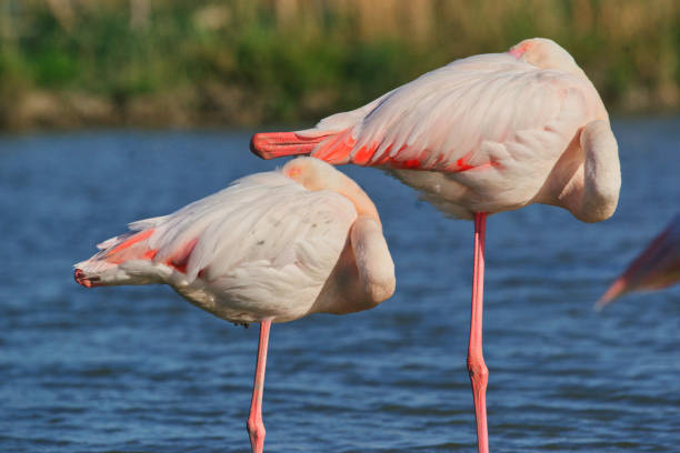istock Flamingos in Camargue 1428947054