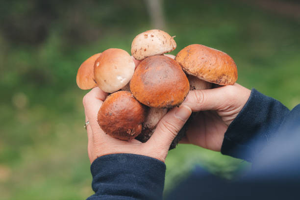 istock Fresh Porcini mushrooms from the forest 1428947434