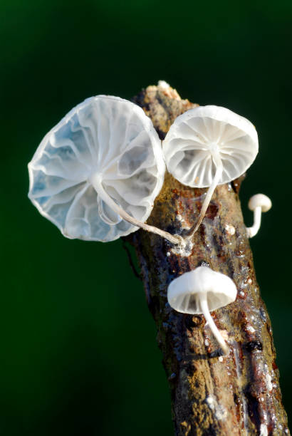 istock Marasmiellus candidus on a dry branch on a black background 1428947473
