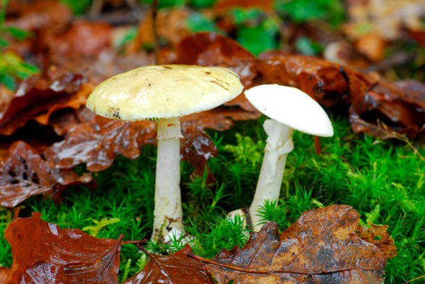 amanita phalloides, un fungo o fungo dei più mortali o tossici - fungo ombrelliforme foto e immagini stock