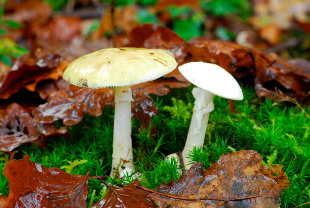 amanita phalloides, 가장 치명적이거나 독성이있는 곰팡이 또는 버섯 - 알광대버섯 뉴스 사진 이미지