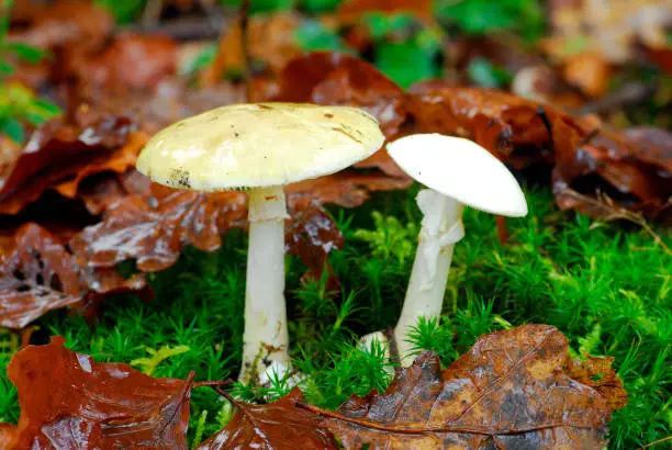 Photo of Amanita phalloides, a fungus or mushroom of the most deadly or toxic