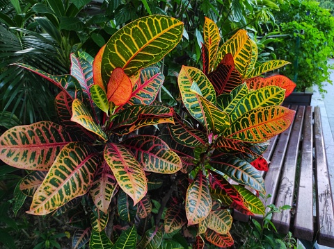 Codiaeum variegatum or Garden croton is a popular garden ornamental plant in the form of shrubs with very varied leaf shapes and colors.