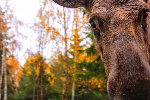 A moose looking straight in the camera