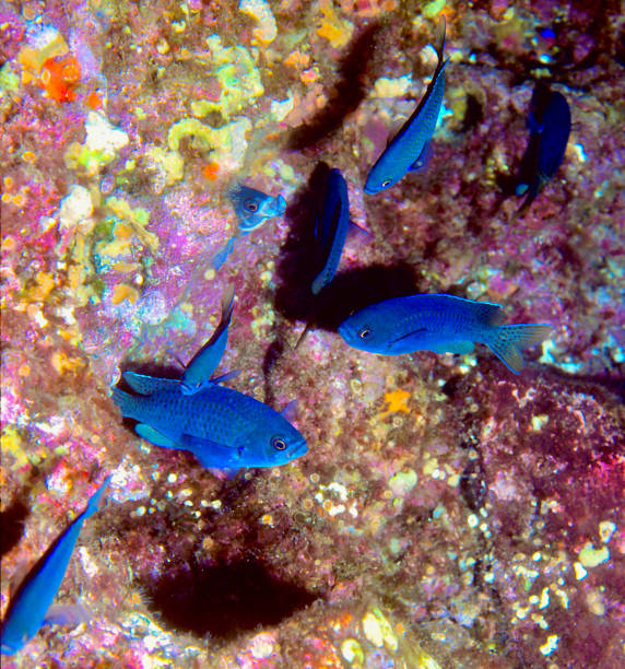 Purple reeffish (Chromis scotti) with coral background Group of Chromis on coral reef chromis stock pictures, royalty-free photos & images
