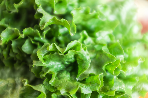 Lettuce close-up, leafy vegetables