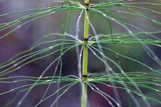 istock Horsetail (Equisetum) in a forest. It is a medicinal plant 1428954843