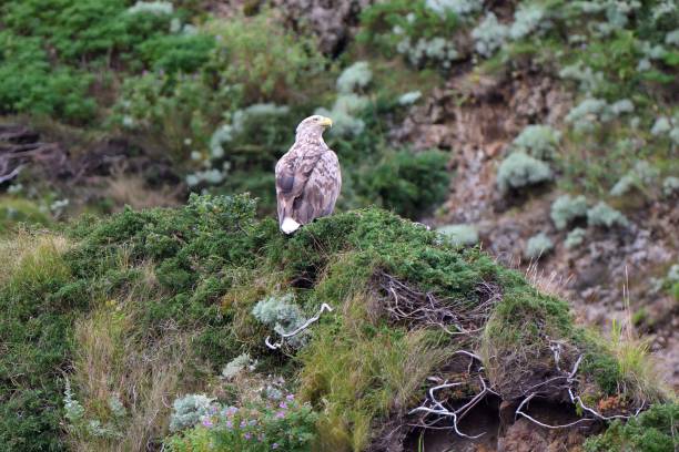 istock A white-tailed eagle perched on a cliff on the Shiretoko Peninsula 1428955321
