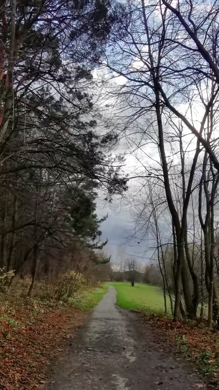 Wind carries fallen leaves among trees. Autumn vertical video.