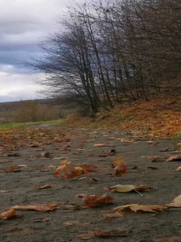 Wind carries fallen leaves among trees. Autumn vertical video.