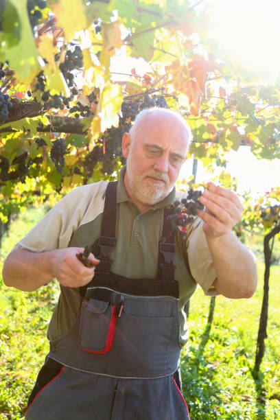 istock Inspecting grapes at harvest 1428957466