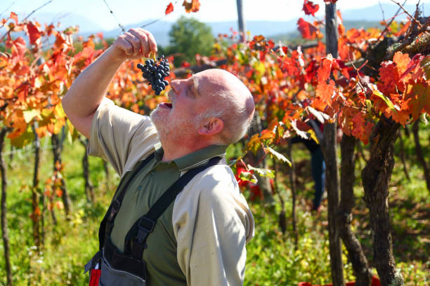 istock Playful farmer at grapes harvest 1428957489