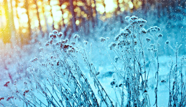 istock Winter landscape.Winter scene 1428957546