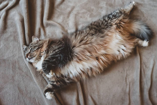 istock A striped cat sleeps on its back on a blanket. The tabby kitten is resting in a blanket 1428958962