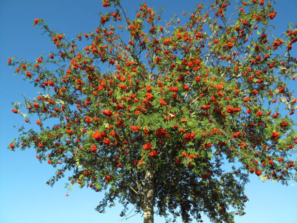istock Rowan (Sorbus aucuparia) with its autumn fruits 1428959849