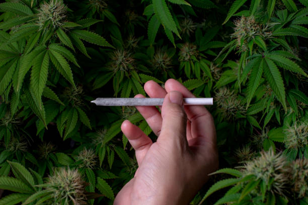 Hand holding a roll slim joint of marijuana on organic cannabis farm background. with copy space. stock photo