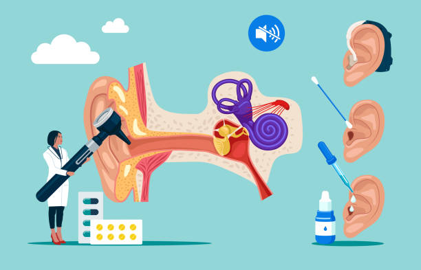 ilustraciones, imágenes clip art, dibujos animados e iconos de stock de diagrama del oído interno y medio externo. - listening people human ear speaker