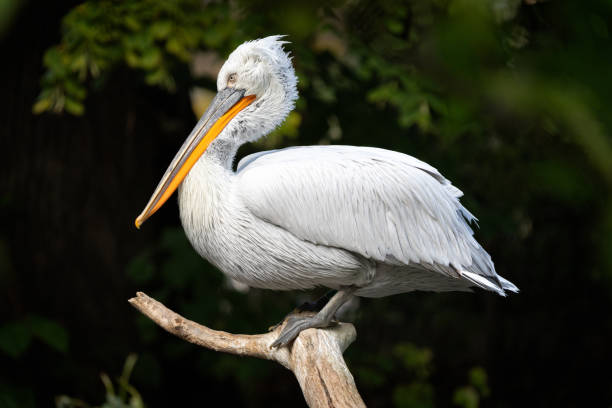 istock Dalmatian Pelican at the Zoo in Vienna, Austria 1428962000