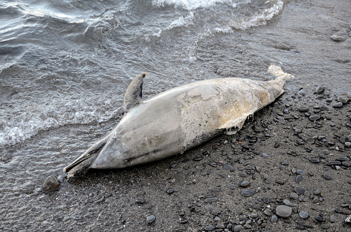 Dead dolphin from Sopelana beach. Basque Country. Spain