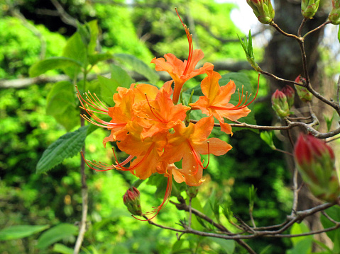 Rhododendron calendulaceum. Iturraran Botanical Garden. Gipuzkoa (Guipúzcoa). Spain