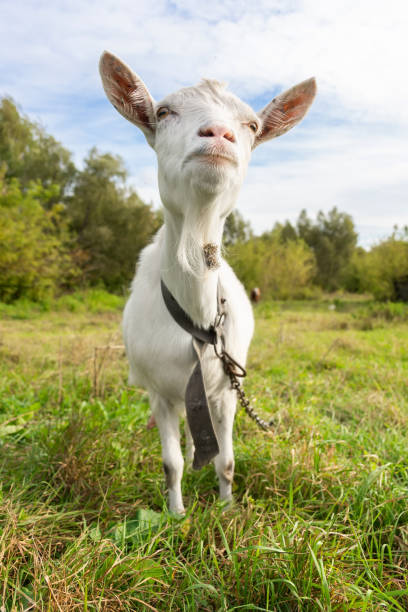 istock small goat in a field of wheat 1428963794