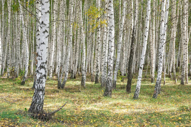 istock beautiful autumn scenic landscape with birch copse. Birch forest. Birch Grove. White birch trunks.. 1428963868