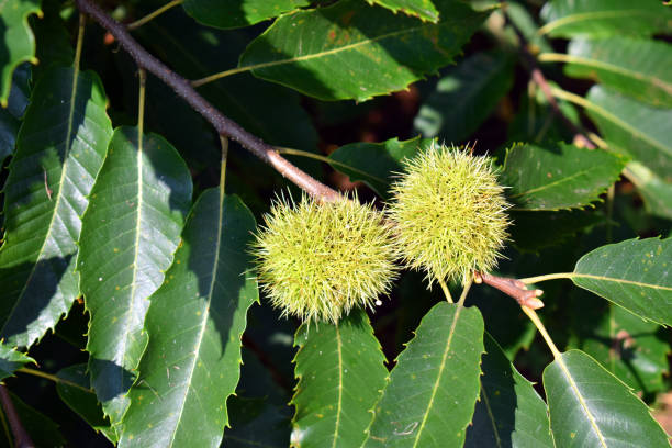 istock Chestnuts on the branches of a chestnut tree (Castanea sativa) 1428963958