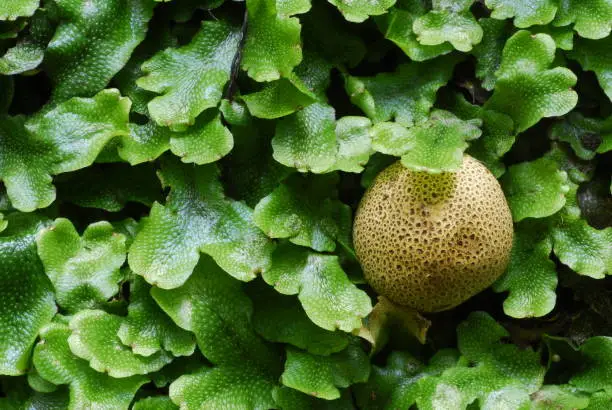 Photo of Detail of the liverwort Conocephalum conicum (in green) and the fungus Scleroderma citrinum