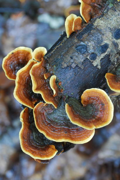 istock Multicolored tinder fungus (Trametes versicolor) on dead beech wood 1428966306