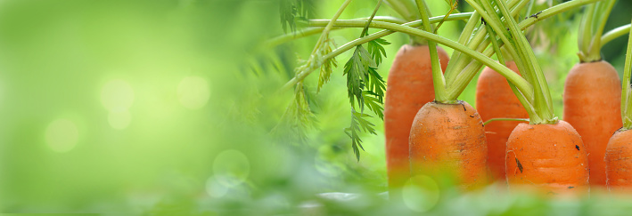 carrots growing among leaf in a garden with copy space at the left