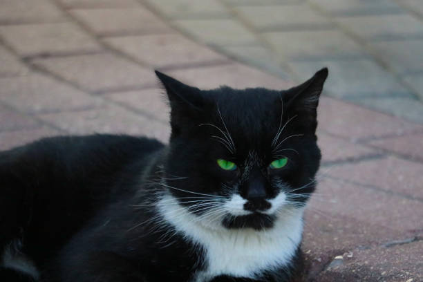 Black and white street cat lying on tile