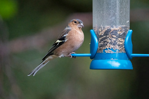 The Great tit bird (Parus major, Kohlmeise) on the wooden bird feeder with snow covering its roof during the Winter in Europe