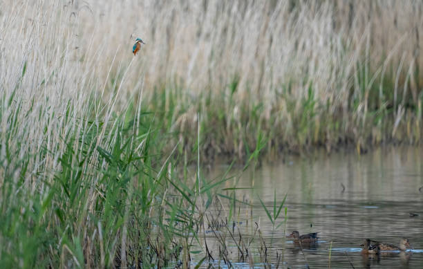 istock Kingfisher on a post in a lake 1428968920