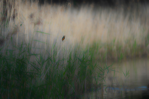 Kingfisher on a post in a lake.