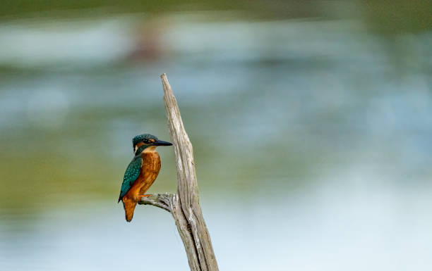 istock Kingfisher on a post in a lake 1428969533