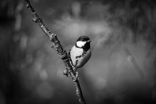 Great Tit on a branch.