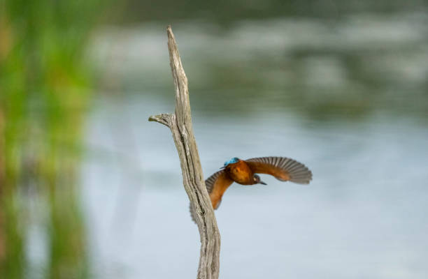 Kingfisher diving off a post into a lake