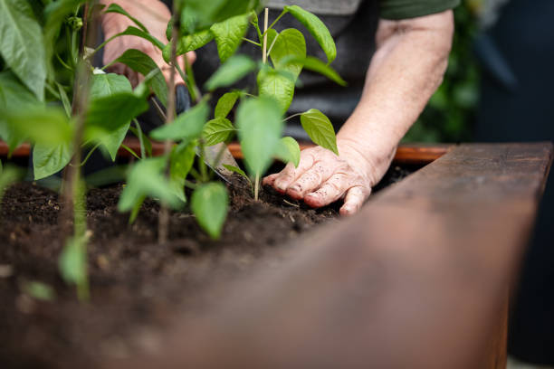 senior woman planting peppers seedlings in a raised gardening bed senior woman planting peppers seedlings in a raised gardening bed, retirement activity, healthy lifestyle garden beds for planting stock pictures, royalty-free photos & images